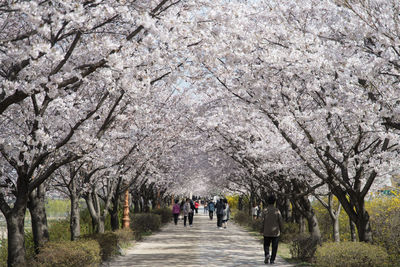 People walking on footpath amidst cherry blossom trees