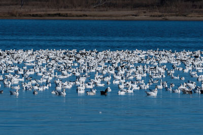 Flock of seagulls on sea