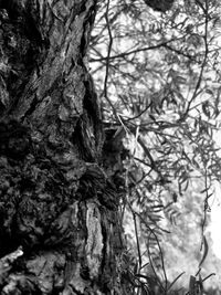 Close-up of tree trunk