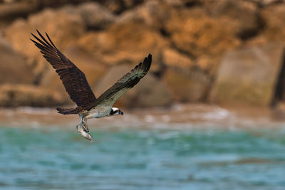 Bird flying over lake