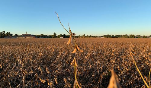 Scenic view of agricultural field against clear sky