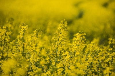 Yellow flowers growing on field