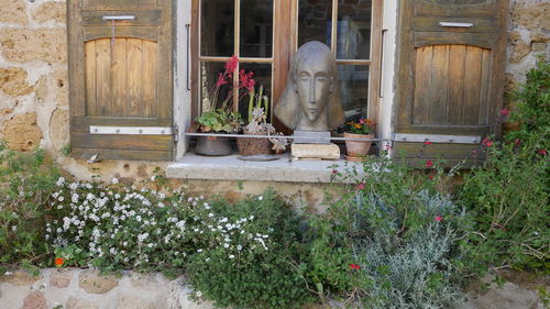 Potted plants in front of building