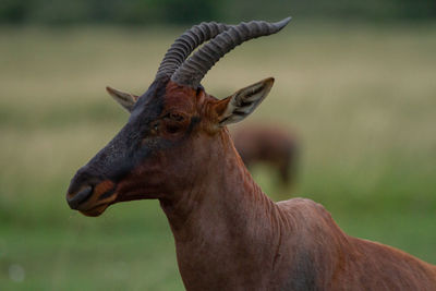 Close-up of topi antelope in field