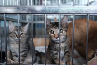 Portrait of cats sitting outdoors