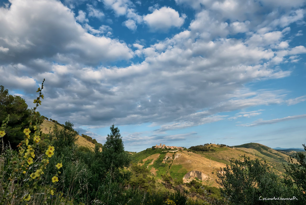 LOW ANGLE VIEW OF TREES ON MOUNTAIN AGAINST SKY