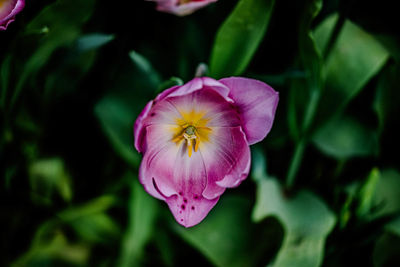 flowering plant