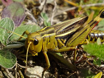 Close-up of insect on plant
