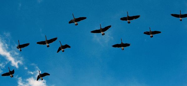 Low angle view of geese flying in sky