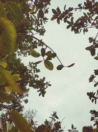 Low angle view of berries growing on tree against sky