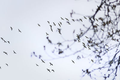 Low angle view of birds flying in sky