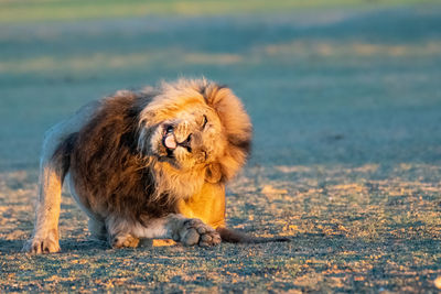 Dog looking away while sitting on land