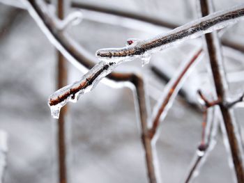 Close-up of frozen plant