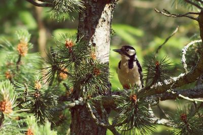 Bird on tree trunk