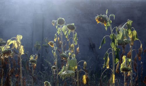 Plants growing on field