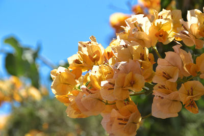 Close-up of yellow flowering plant against sky