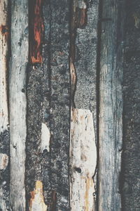 Close-up of wooden tree trunk