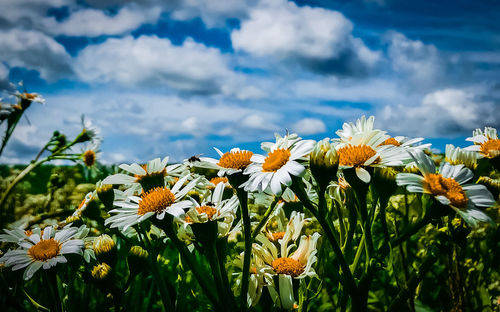 View side of some flowers