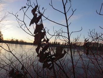 Silhouette bare tree by lake against sky during sunset