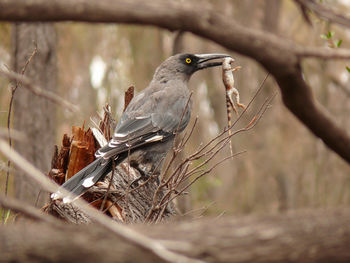 Close-up of bird perching on branch