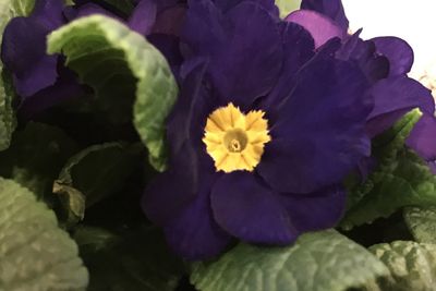 Close-up of yellow flower