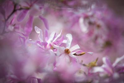 Close-up of pink cherry blossoms