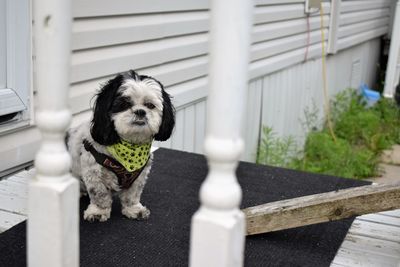 Portrait of dog outside house