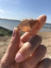 Close-up of hand holding shells on beach
