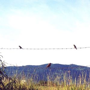 Low angle view of birds flying against clear sky