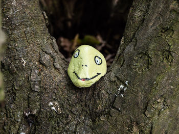 Close-up of a reptile on tree trunk