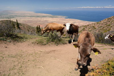 Cattle at shatyly point. issyk-kul region. kyrgyzstan