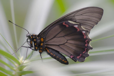 Close-up of butterfly perching on plant