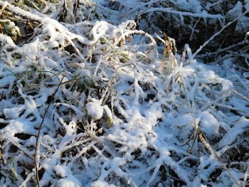 Close-up of snow covered tree