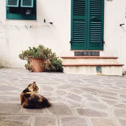 Cat looking at entrance of building