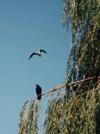 Low angle view of bird flying against clear sky