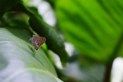 Close-up of insect on leaf