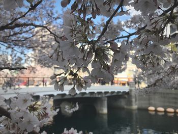 Cherry blossom tree by water