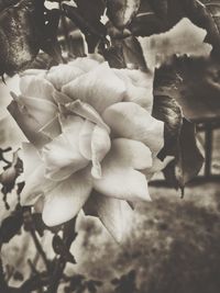 Close-up of rose blooming outdoors