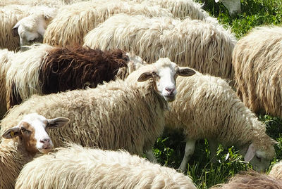 Sheep grazing in farm