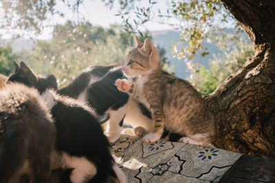 Cat sitting on tree