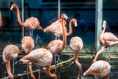 View of birds in water