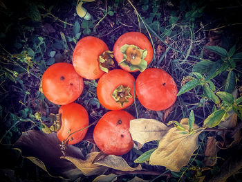 High angle view of fruits on field