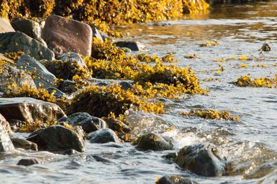 Water flowing through rocks in sea