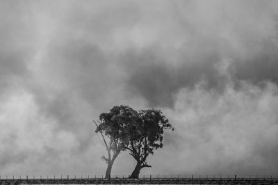 Tree against sky