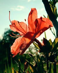 Close-up of flowers