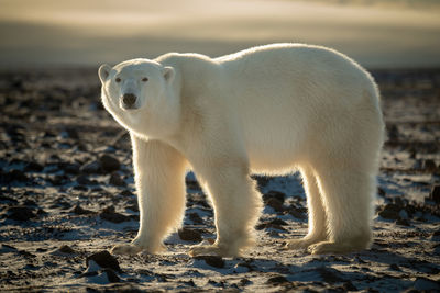 Backlit polar bear stands staring on tundra