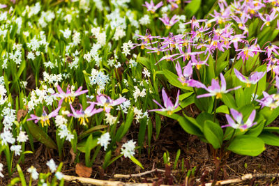 Close-up of purple flowering plants