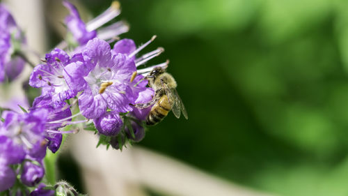 Close-up of bee on purple flower