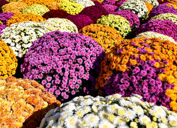 Full frame shot of multi colored flowers