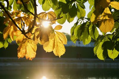 Sunlight streaming through leaves during autumn